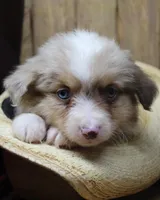 Krato, a male Miniature Australian Shepherd for sale in West Plains, MO – Photo 3 of 3