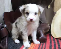 Nelson, a male Miniature Australian Shepherd for sale in West Plains, MO – Photo 1 of 5