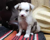 Nelson, a male Miniature Australian Shepherd for sale in West Plains, MO – Photo 3 of 5