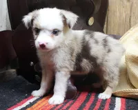 Nelson, a male Miniature Australian Shepherd for sale in West Plains, MO – Photo 5 of 5