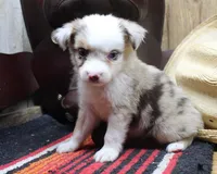 Nelson, a male Miniature Australian Shepherd for sale in West Plains, MO – Photo 4 of 5