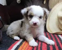 Nelson, a male Miniature Australian Shepherd for sale in West Plains, MO – Photo 2 of 5