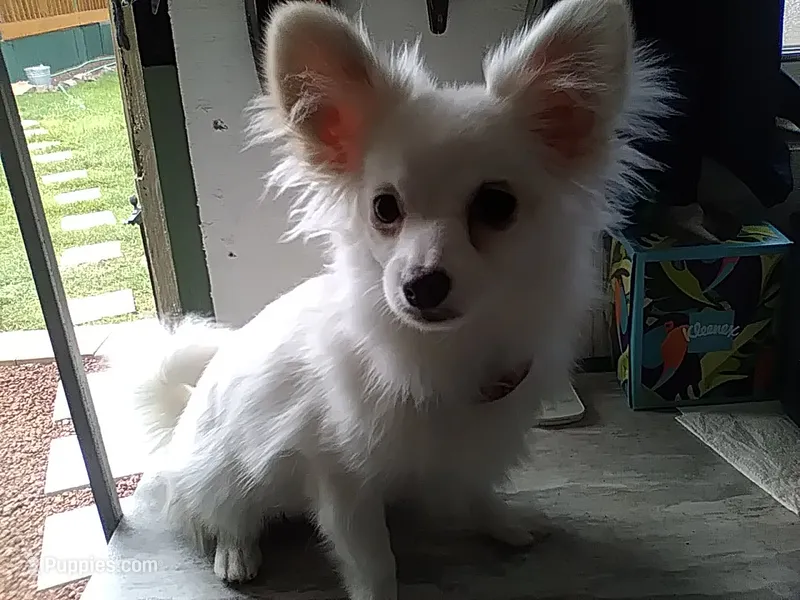 Angel – Pomeranian puppy for sale in Show Low, AZ