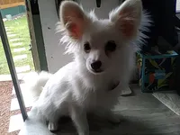 Angel, a female Pomeranian for sale in Show Low, AZ – 1 of 2