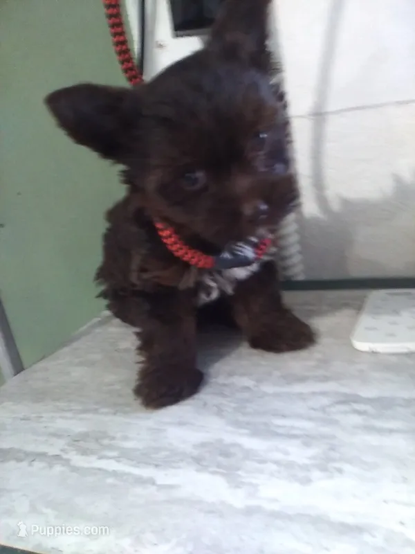 Reese – Yorkshire Terrier puppy for sale in Show Low, AZ