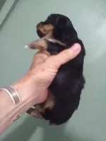 AKC Black/tan boy, a male Yorkshire Terrier for sale in Show Low, AZ – 2 of 2
