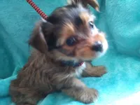 AKC Sable boy, a male Yorkshire Terrier for sale in Show Low, AZ – 2 of 6
