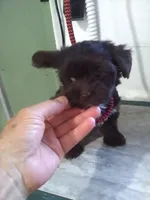 Reese, a female Yorkshire Terrier for sale in Show Low, AZ – 2 of 6