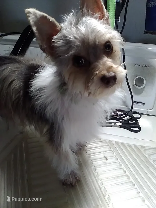 Bougee – Yorkshire Terrier puppy for sale in Show Low, AZ