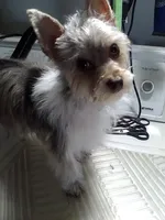 Bougee, a female Yorkshire Terrier for sale in Show Low, AZ – 1 of 1