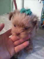 Yorkie/Shiht zu, a male Yorkshire Terrier for sale in Show Low, AZ – Photo 2 of 3