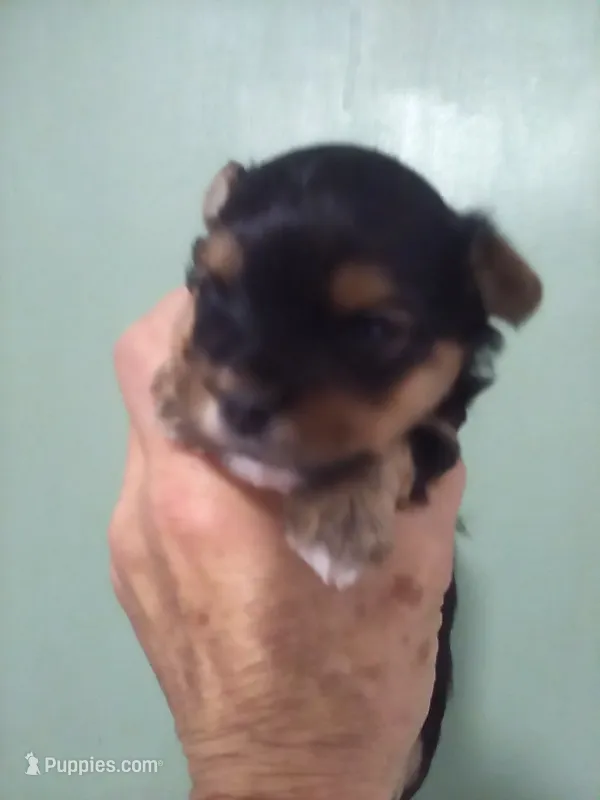 AKC Black/tan boy – Yorkshire Terrier puppy for sale in Show Low, AZ