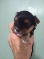 AKC Black/tan boy, a male Yorkshire Terrier for sale in Show Low, AZ – 1 of 2