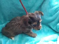 AKC Sable boy, a male Yorkshire Terrier for sale in Show Low, AZ – 4 of 6