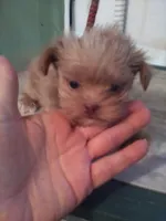 Imperial Happy, a male Shorkie for sale in Show Low, AZ – Photo 1 of 3