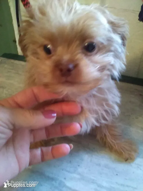 Happy – Shih Tzu, Yorkshire Terrier puppy for sale in Show Low, AZ