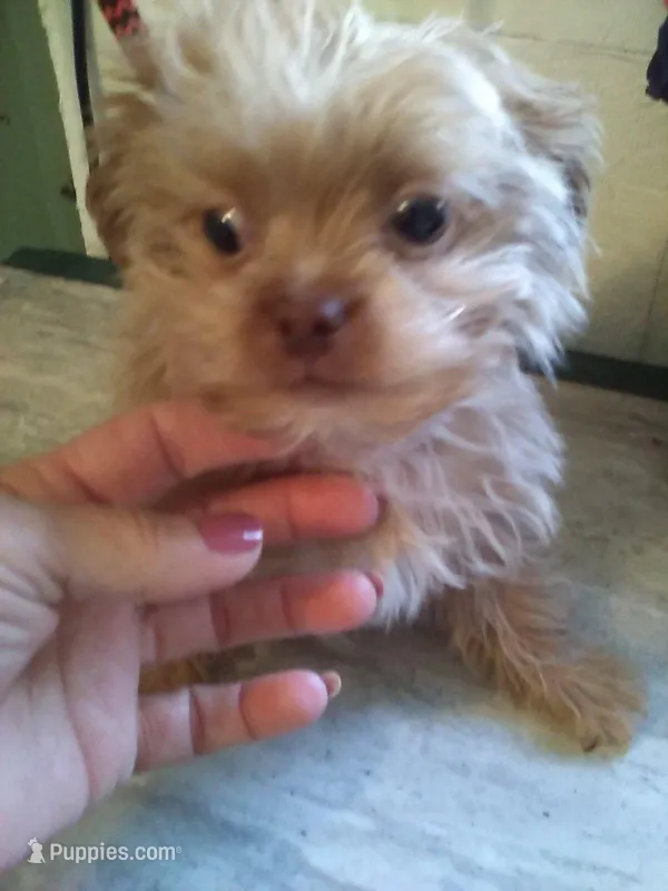 Happy – Shih Tzu, Yorkshire Terrier puppy for sale in Show Low, AZ