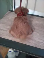 Happy, a male Shih Tzu and Yorkshire Terrier for sale in Show Low, AZ – Photo 3 of 3