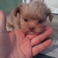 Happy, a male Shih Tzu and Yorkshire Terrier for sale in Show Low, AZ – Photo 3 of 4