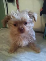 Happy, a male Shih Tzu and Yorkshire Terrier for sale in Show Low, AZ – Photo 1 of 4