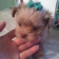 Happy, a male Shih Tzu and Yorkshire Terrier for sale in Show Low, AZ – Photo 4 of 4