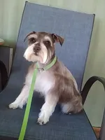 Kahlua, a female Miniature Schnauzer for sale in Show Low, AZ – Photo 1 of 3