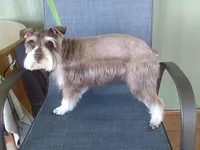 Kahlua, a female Miniature Schnauzer for sale in Show Low, AZ – Photo 2 of 3