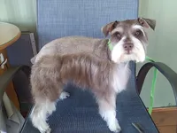 Kahlua, a female Miniature Schnauzer for sale in Show Low, AZ – Photo 3 of 3