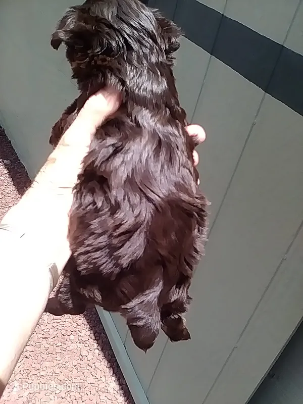 Reese – Yorkshire Terrier puppy for sale in Show Low, AZ