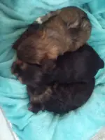 4 AKC FEMALES, a female Yorkshire Terrier for sale in Show Low, AZ – Photo 2 of 2