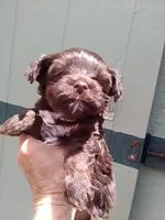Reese, a female Yorkshire Terrier for sale in Show Low, AZ – 4 of 6