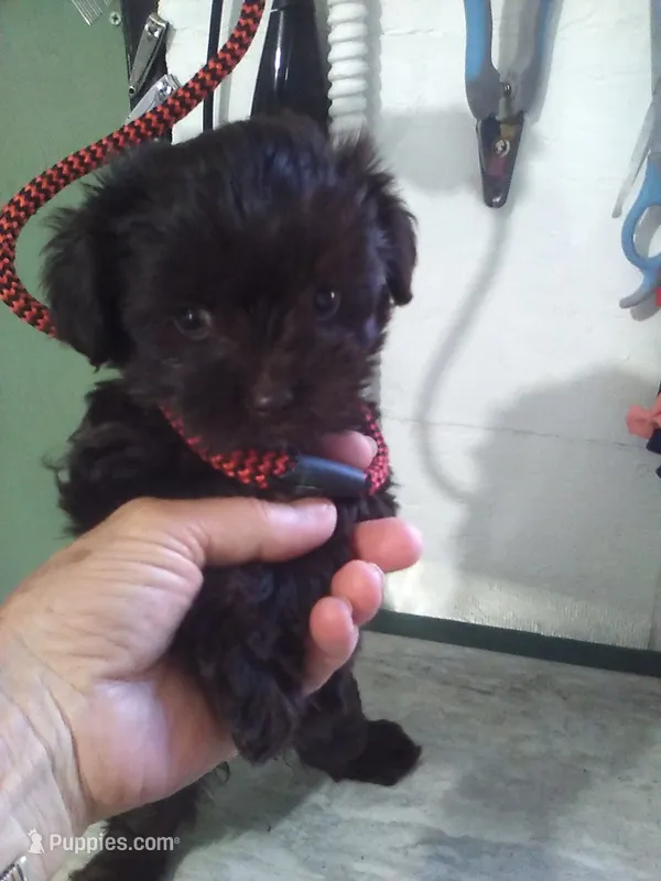 Cocoa – Yorkshire Terrier puppy for sale in Show Low, AZ