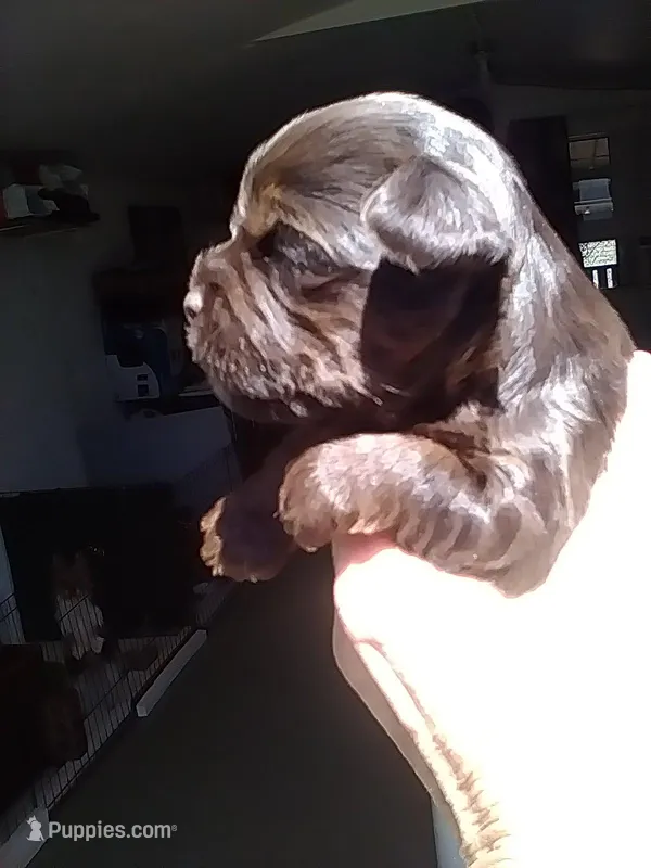 Reese – Yorkshire Terrier puppy for sale in Show Low, AZ