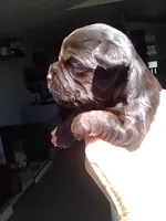 Reese, a female Yorkshire Terrier for sale in Show Low, AZ – 5 of 6
