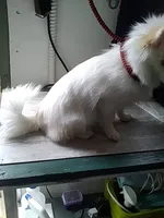 Angel, a female Pomeranian for sale in Show Low, AZ – 2 of 2