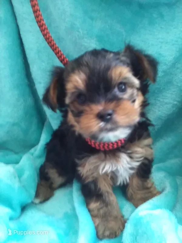 AKC Black/tan boy – Yorkshire Terrier puppy for sale in Show Low, AZ