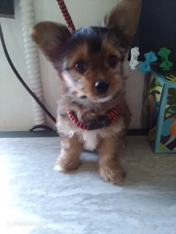 AKC Sable boy – Yorkshire Terrier puppy for sale in Show Low, AZ