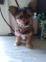 AKC Sable boy, a male Yorkshire Terrier for sale in Show Low, AZ – 1 of 6