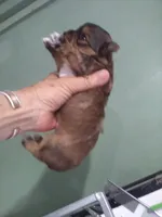 AKC Sable boy, a male Yorkshire Terrier for sale in Show Low, AZ – 2 of 2