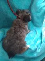 AKC Sable boy, a male Yorkshire Terrier for sale in Show Low, AZ – 3 of 6