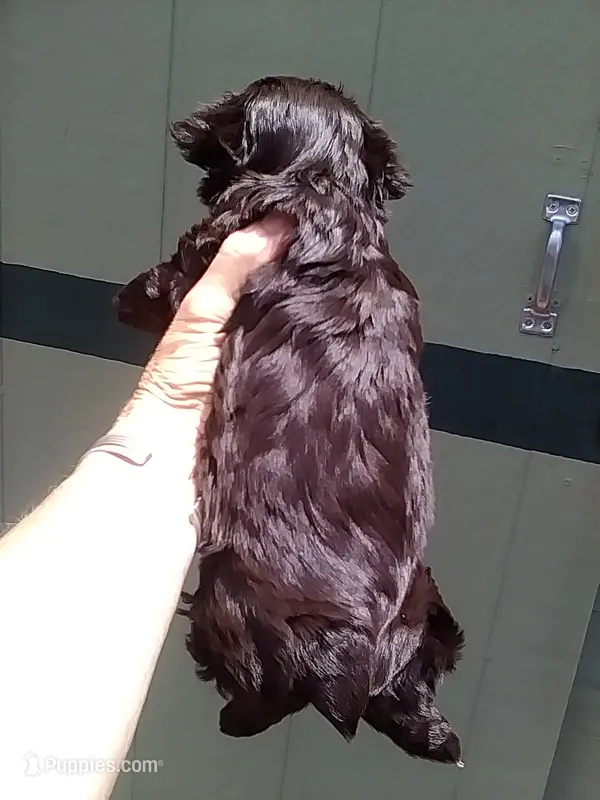 Cocoa – Yorkshire Terrier puppy for sale in Show Low, AZ