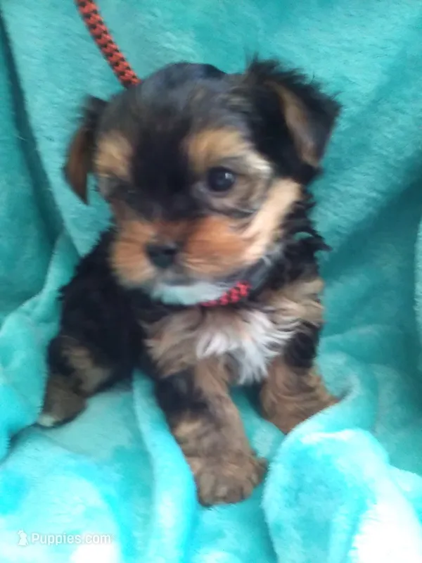 AKC Black/tan boy – Yorkshire Terrier puppy for sale in Show Low, AZ