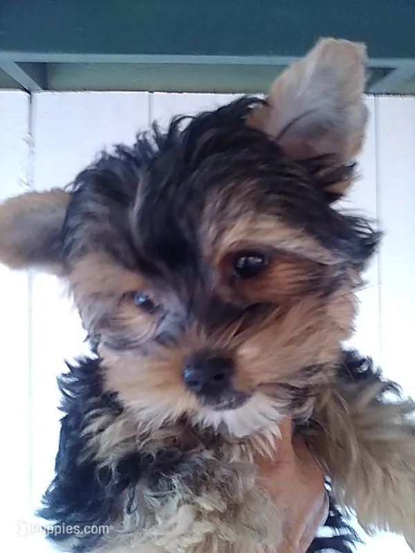 AKC Black/tan boy – Yorkshire Terrier puppy for sale in Show Low, AZ