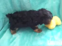 AKC Black/tan boy, a male Yorkshire Terrier for sale in Show Low, AZ – 3 of 5