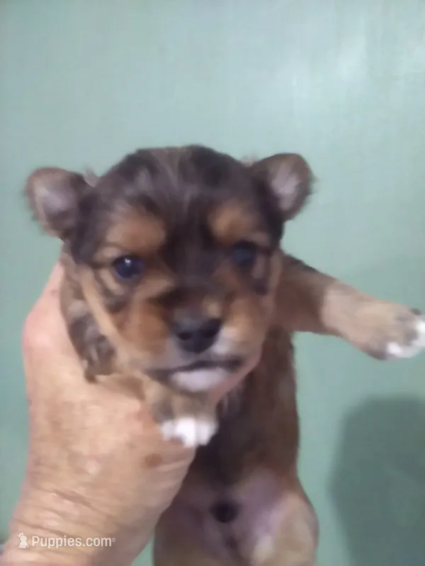 AKC Sable boy – Yorkshire Terrier puppy for sale in Show Low, AZ
