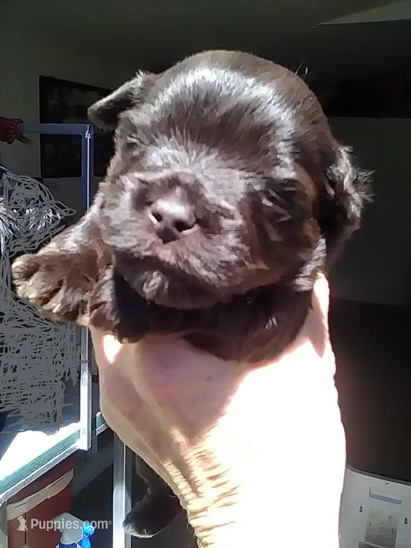 Cocoa – Yorkshire Terrier puppy for sale in Show Low, AZ