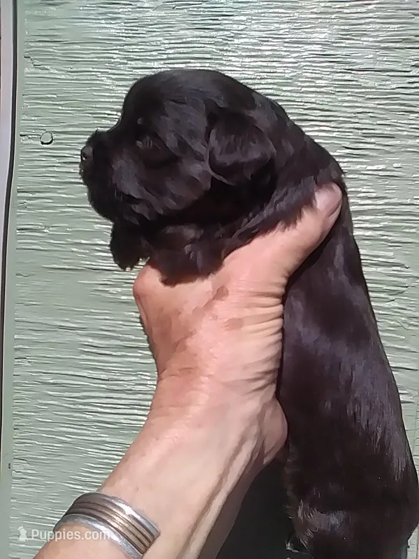 Cocoa – Yorkshire Terrier puppy for sale in Show Low, AZ