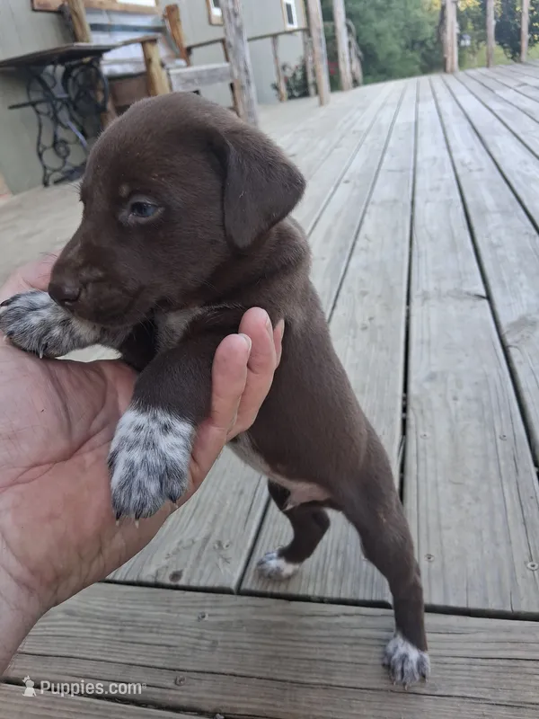 Male 2 – German Shorthaired Pointer puppy for sale in Moulton, AL