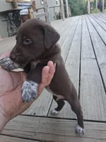 Male 2, a male German Shorthaired Pointer for sale in Moulton, AL – 1 of 2