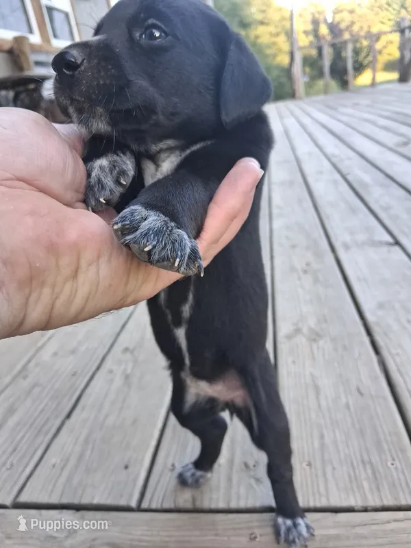 Female 4 – German Shorthaired Pointer puppy for sale in Moulton, AL